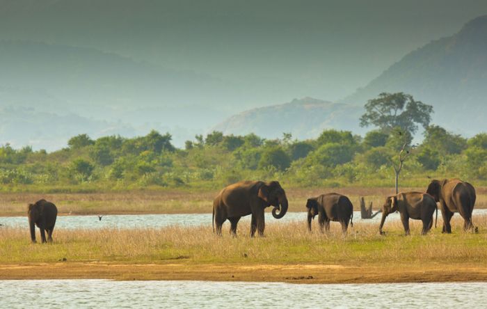 Your Complete Guide to Indian Safaris and Tips