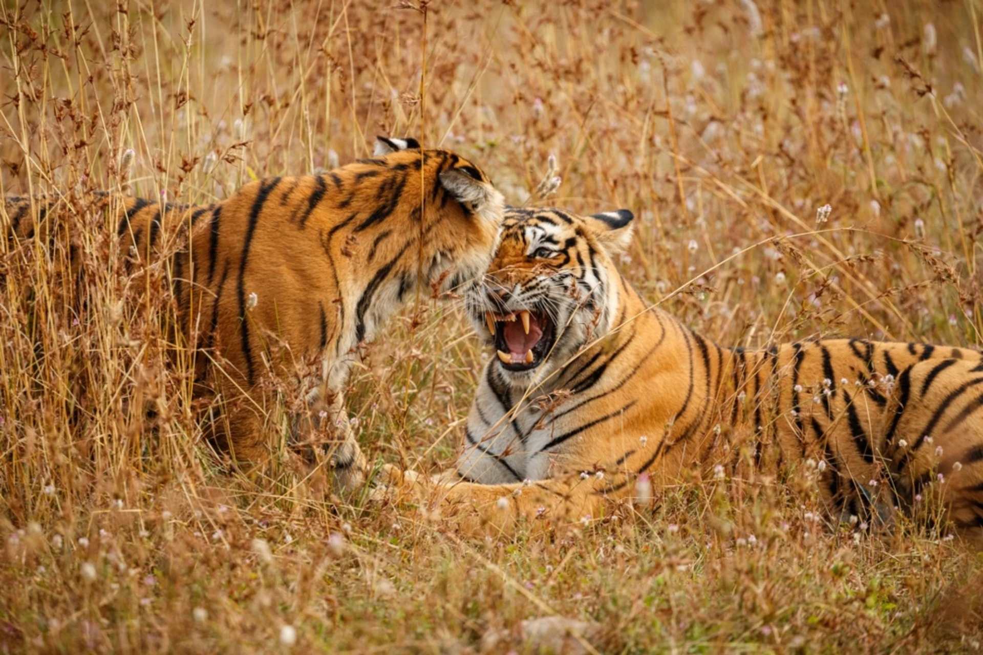 wildlife-tours