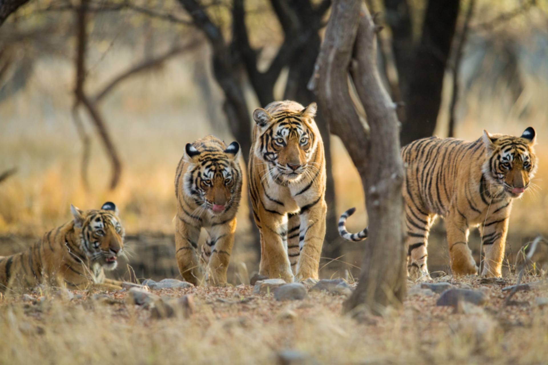 10 Day Rajasthan Wildlife Adventure Tour