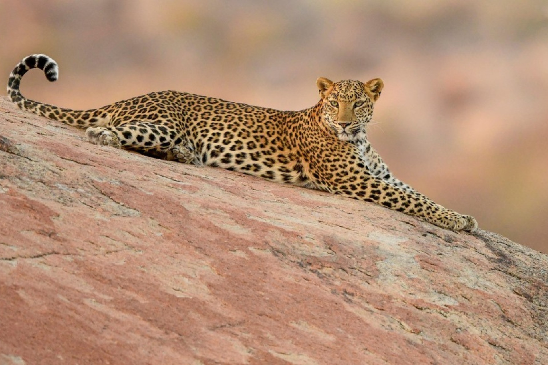 Golden Triangle Tour with Wildlife Ranthambore Safari